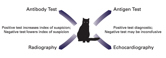 Figure 3: Recommended Diagnostic Flow for Feline Heartworm Disease (Based on AHS/CAPC Guidelines)