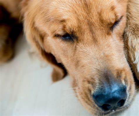 Diagnosi e prevenzione della malattia di Lyme canina